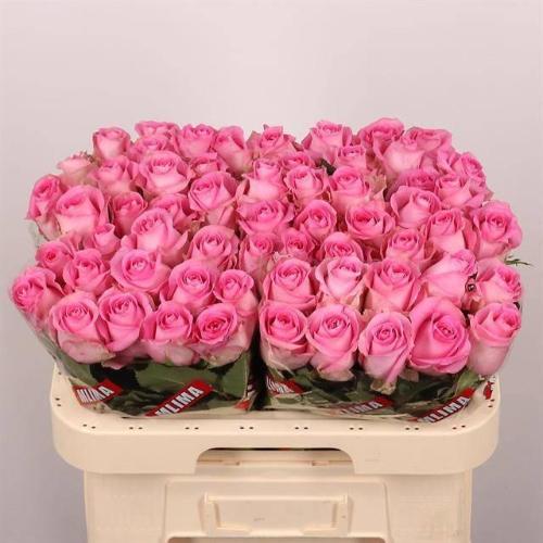 Rosa grootbloemig Revival