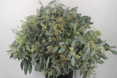 Eucalyptus per bos polyanthemos (fruit)