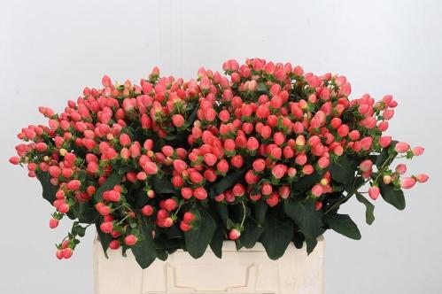 Hypericum x inodorum Magical Royal Princess