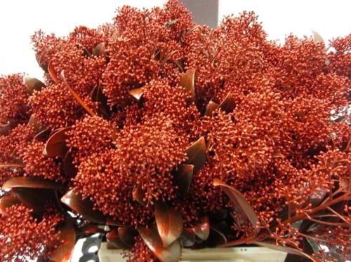 Skimmia per bos overig kleurbehandeld H%