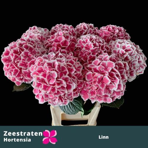 Hydrangea macrophylla Magical Linn
