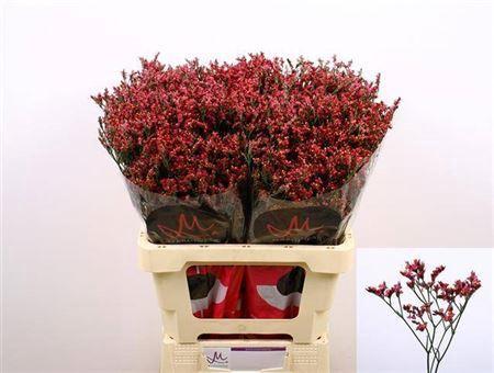 Limonium sinensis Scarlet Diamond