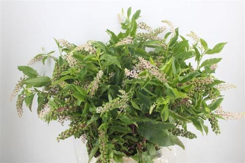 Decoratiegroen overig per bos