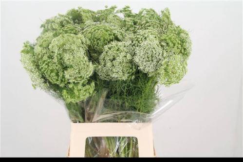 Ammi visnaga 'Casablanca'
