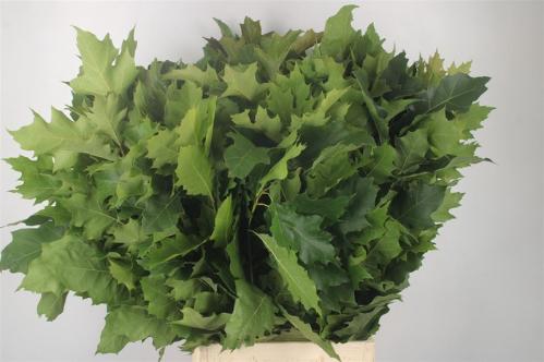 Quercus rubra