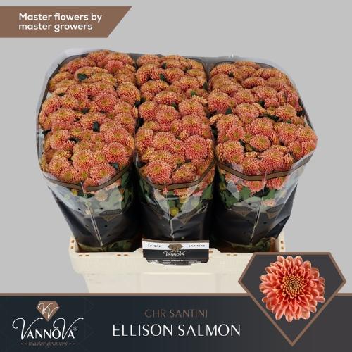 Chrysanthemum (Indicum Grp) tros santini Ellison Peach