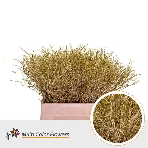 Vaccinium kleurbehandeld H%