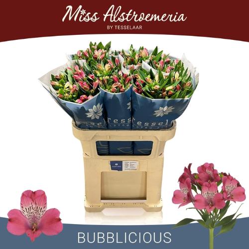 Alstroemeria Bubblicious
