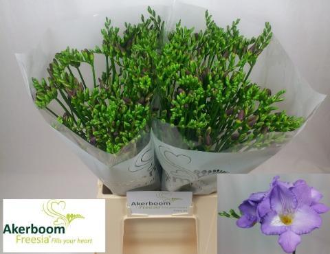 Freesia Indigo Beach