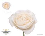 d06fc8bf-3ac5-4176-8bd4-cabdb7212fc7.jpg