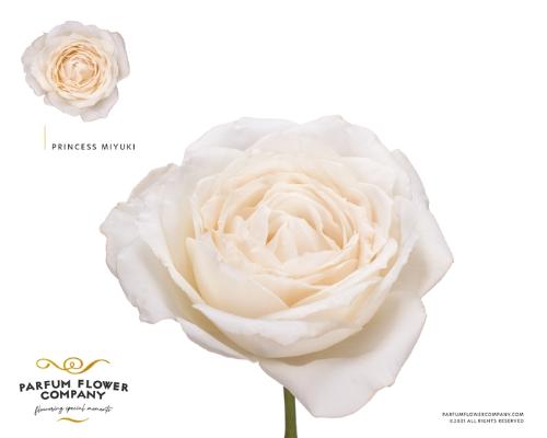 Rosa grootbloemig overig