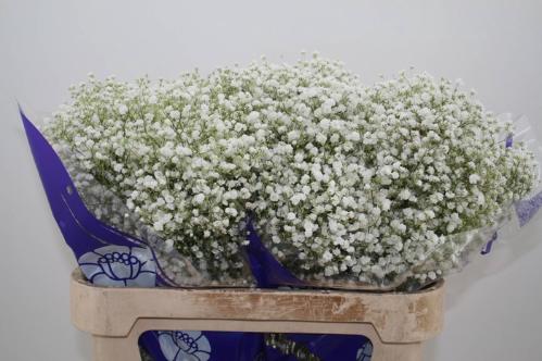 Gypsophila paniculata Overtime