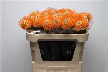 Leucospermum Ayoba Sun