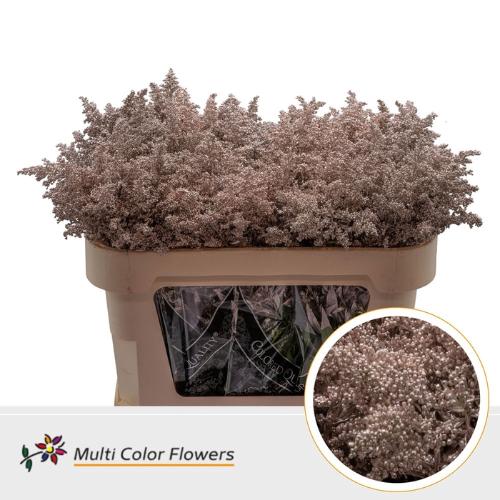 Solidago kleurbehandeld H%