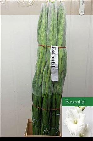 Gladiolus grootbloemig 'Essential'