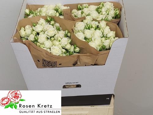 Rosa tros White Bubbles