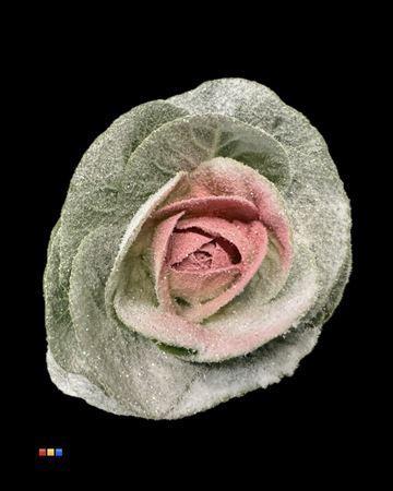 Brassica oleracea kleurbehandeld H%