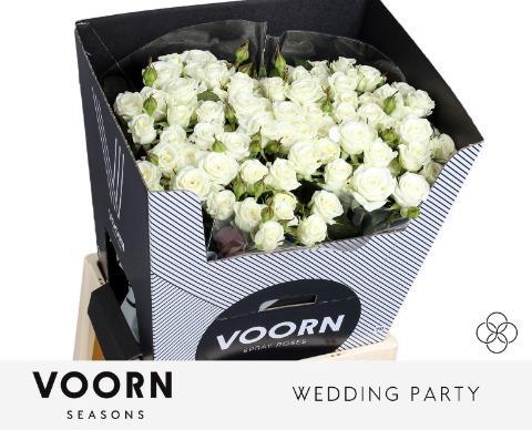 Rosa tros Wedding Party
