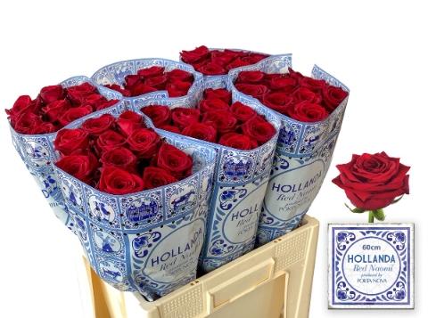 Rosa grootbloemig Red Naomi!