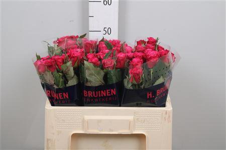 Rosa grootbloemig Susan