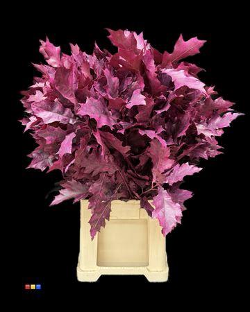 quercus overig kleurbehandeld H%