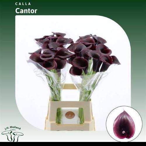 Zantedeschia 'Cantor'