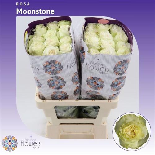 Rosa grootbloemig Moonstone