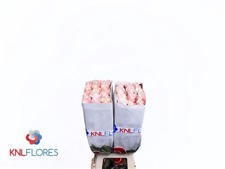 Rosa grootbloemig Pomarosa