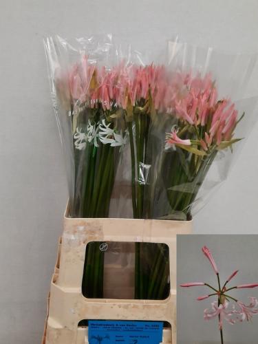 Nerine Bowdenii Grp 'Vesta K'