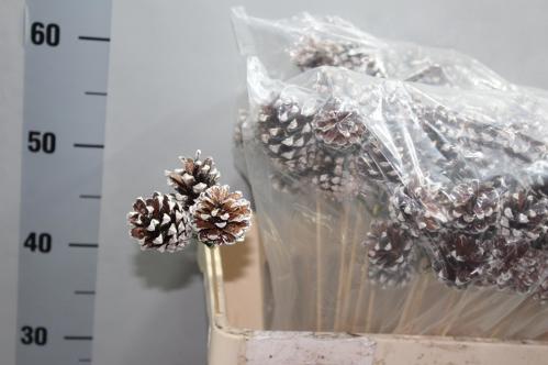 Dennenappel groot op stok H%