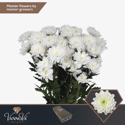 Chrysanthemum( Indicum Grp) tros Altaj