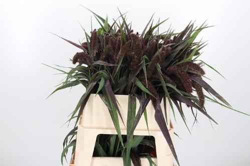 Setaria italica 'Red Jewel'