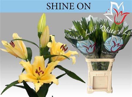 Lilium (OT-hybrids Grp) 'Shine On'