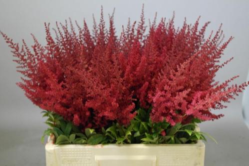 Astilbe Arendsii Grp 'Paul G