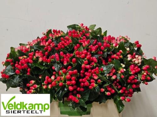 Hypericum x inodorum Magical Hotshot