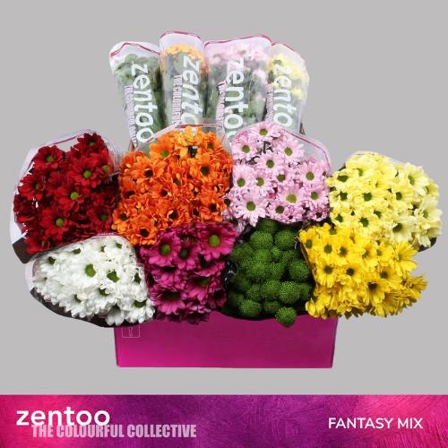 Chrysanthemum Indicum Grp tros kas gemengd