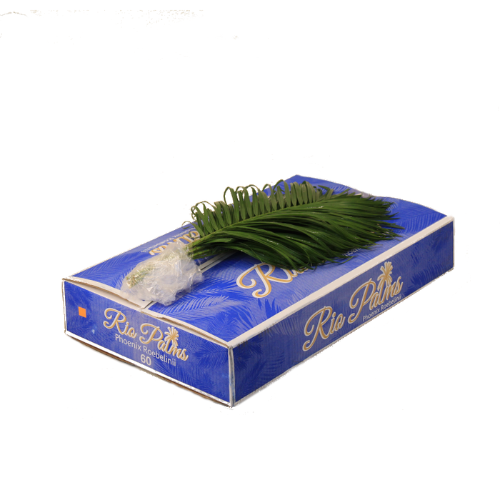 Phoenix roebelenii per bos