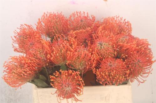 Leucospermum Ayoba Mandarin Zest