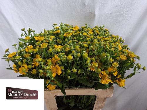 Helenium Sunny Flirt