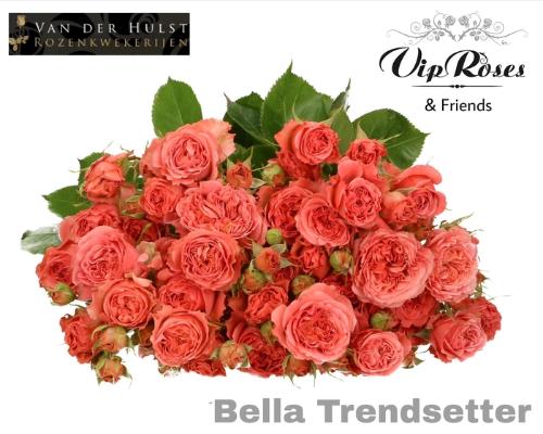 Rosa tros Bella Trendsetter