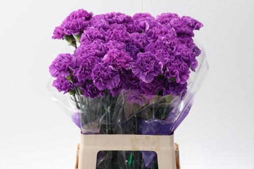 Dianthus standaard Florigene Moonlite