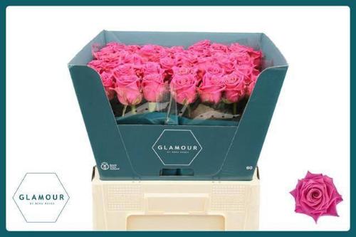 Rosa grootbloemig Tantau’s Charlotte