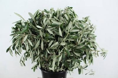 Decoratiegroen overig per bos