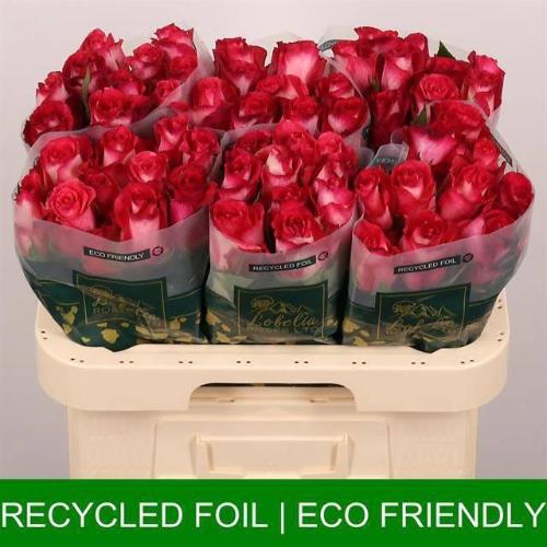 Rosa grootbloemig Nicoletta