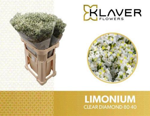 Limonium sinensis Clear Diamond