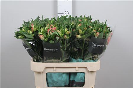 Alstroemeria True Dream