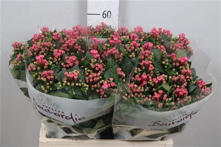 Bouvardia enkelbloemig Royal Roza