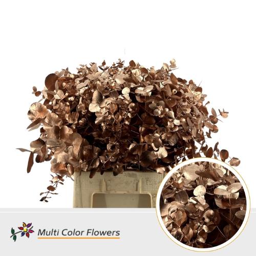 Eucalyptus cinerea kleurbehandeld per bos H%