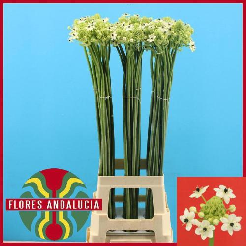 Ornithogalum saundersiae