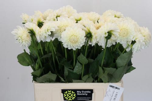 Dahlia Ball Grp 'Boom Boom White'